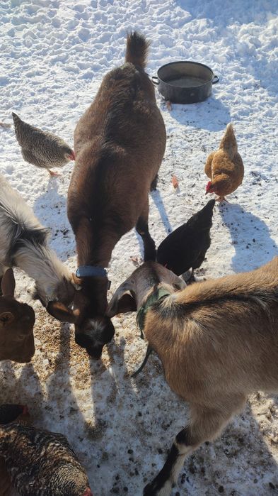 Capra gestantă de vanzare