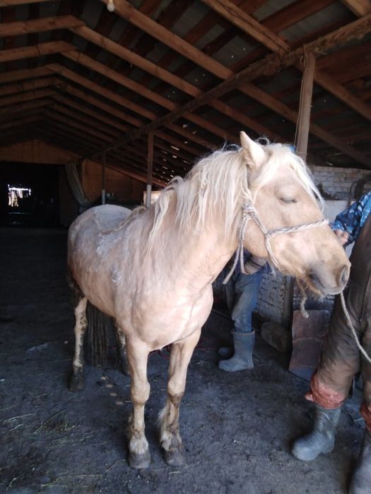 Продам Айгыр, Айғыр сатам