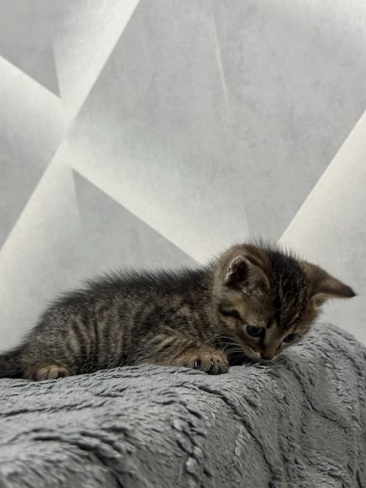 Отдам котенка мальчика
