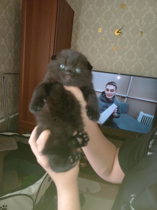 Продаются шикарные крупные мишки