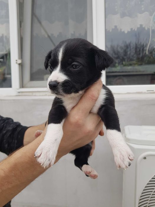 отдам бесплатно в добрые руки