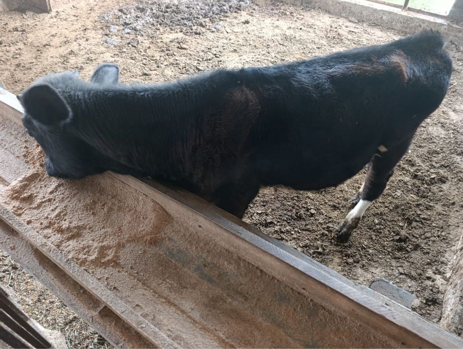 Продам бычка 9 месяцев