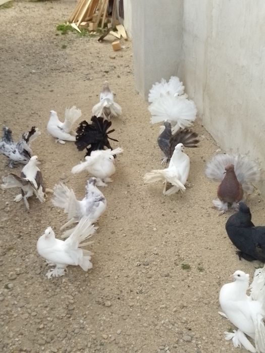 Porumbei voltați indieni