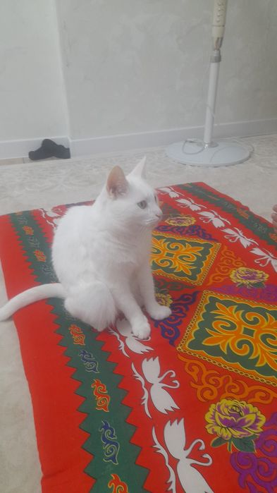 Дам хорошии руки кота
