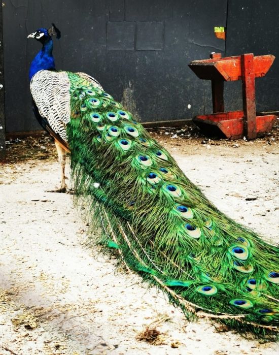 Ofertă unica!! Păuni și găini de rasă. Detalii în descriere.