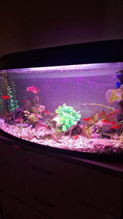 продам аквариум Aquael