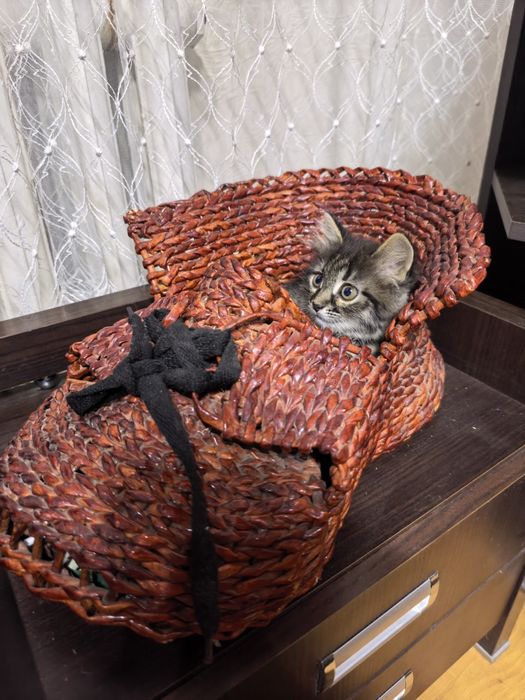 котенок девочка добрые руки