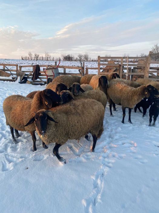 Oi carabase cu cap negru de Teleorman