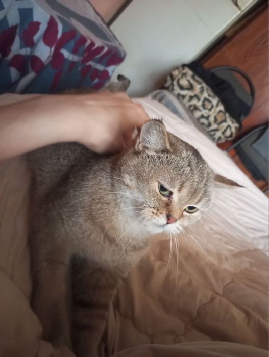 Продаются британские котята