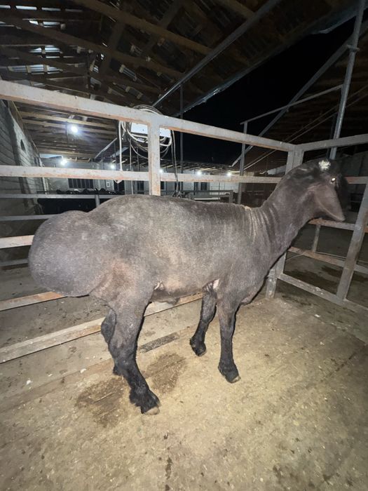 Katta qo‘y 65 kg – Aqiqa va to‘ylar uchun, so‘yib berish xizmati