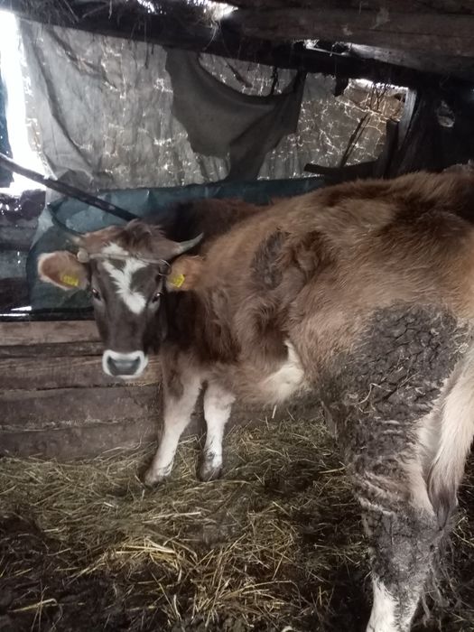 Junici gestante de vizare