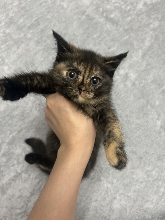 мушукчала киз ва огил