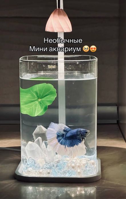 Рыба аквариум  бетта