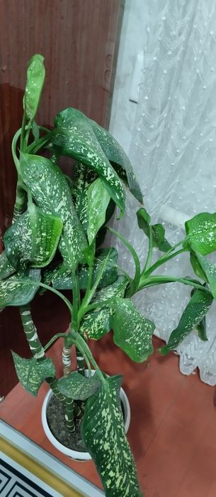 10000т звонить на