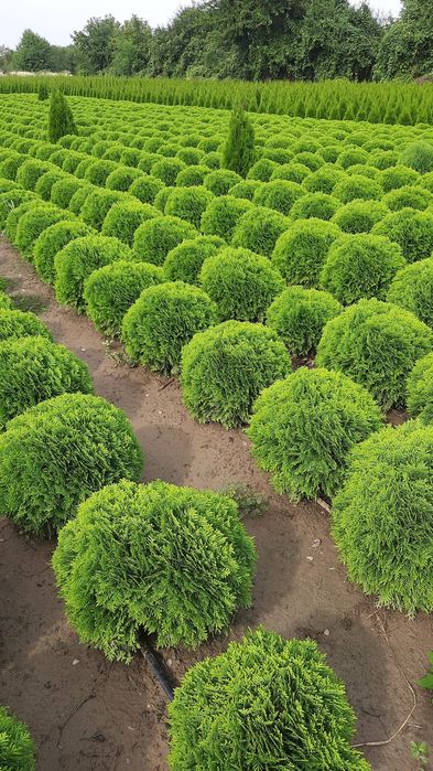 Tuia-occidentalis; smaragd; Magnolie GENIE,/ OFERTĂ de Primăvară!