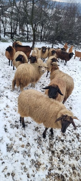 Vand oi gestante și tinere