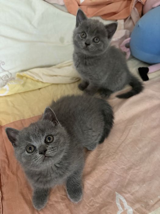 fetite british shorthair