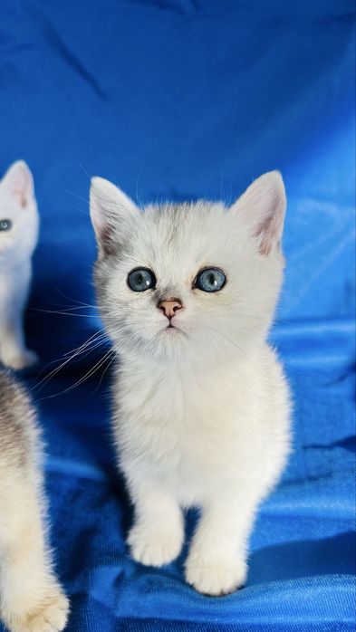 Чистокровные британские серебристые шиншиллы