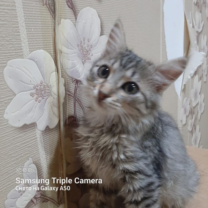 Отдам котят в хорошие руки
