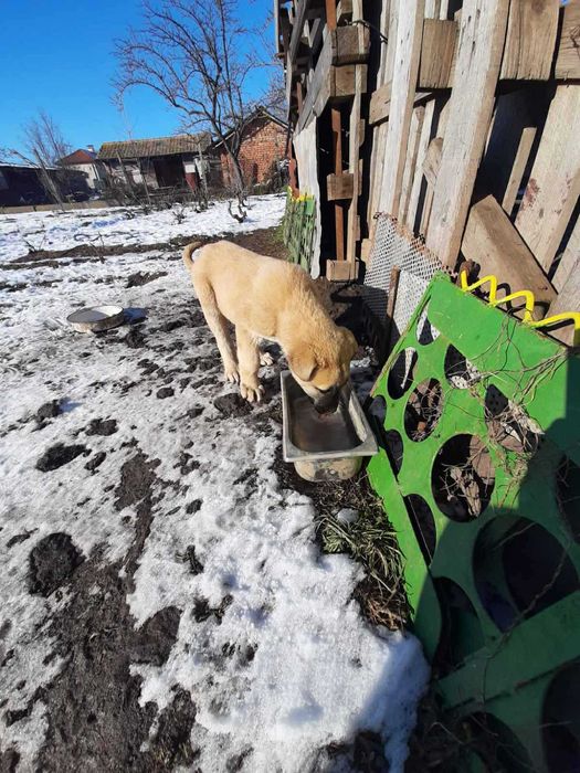 Куче Кангал женско