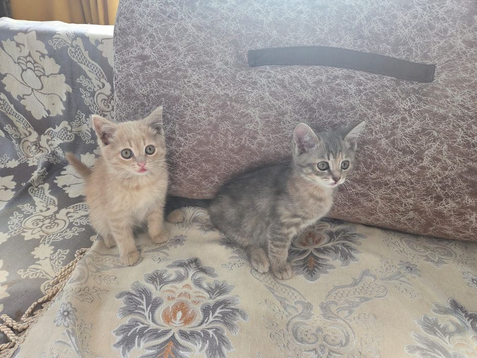 Отдам котят в самые добрые руки
