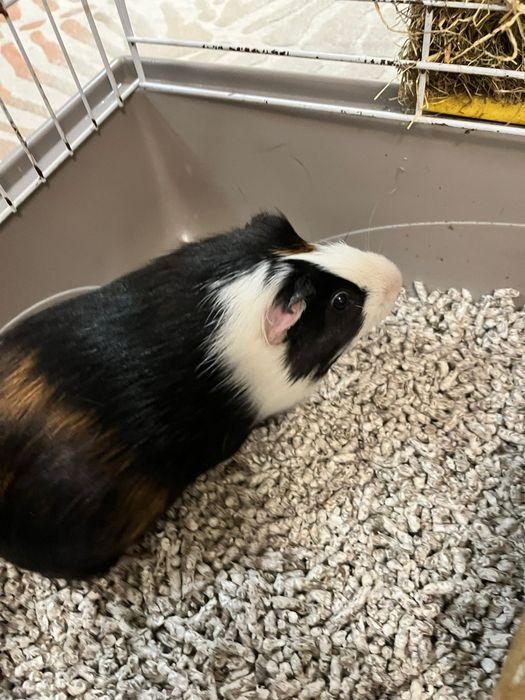 Porcusor de guineea se doneaza.