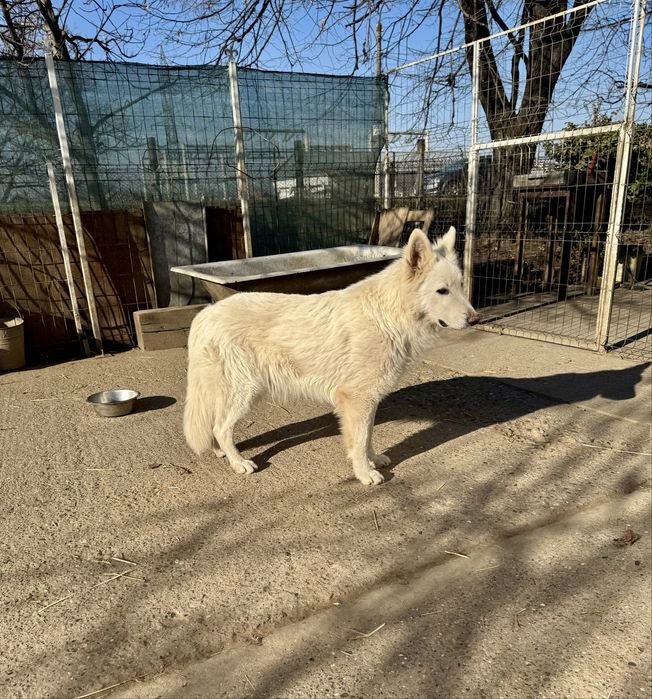 Mascul Ciobanesc Alb Elvetian cu Pedigree