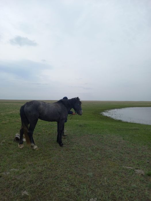 Дөнен сатылады айғынлыққа