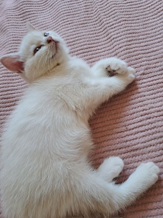 Шотландско мъжко котенце