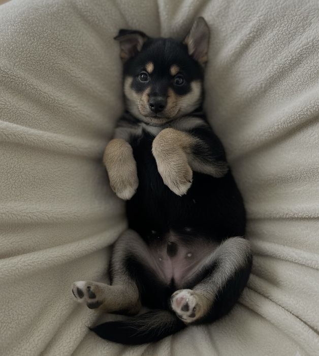 Подаряват се кученца