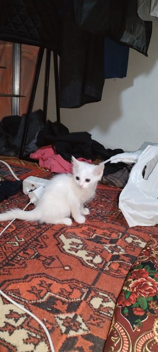 Котенок мысыктын баласы