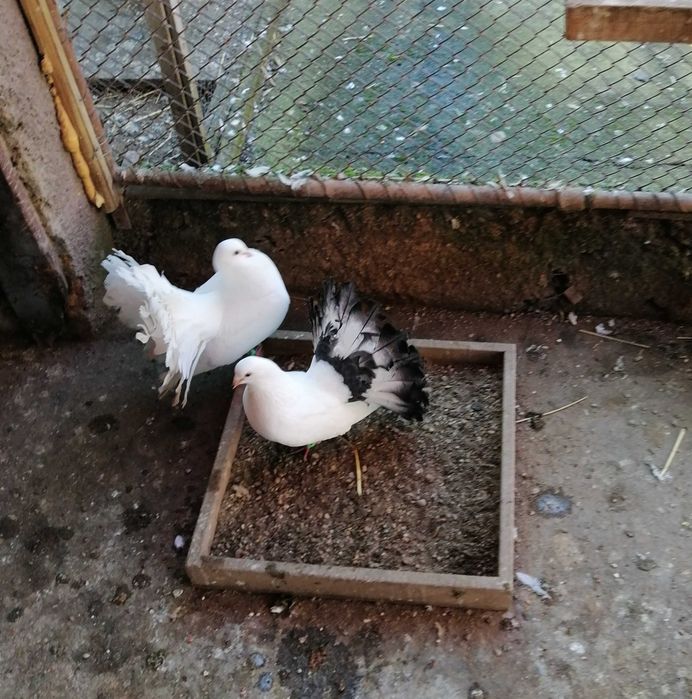 Vand porumbei voltati