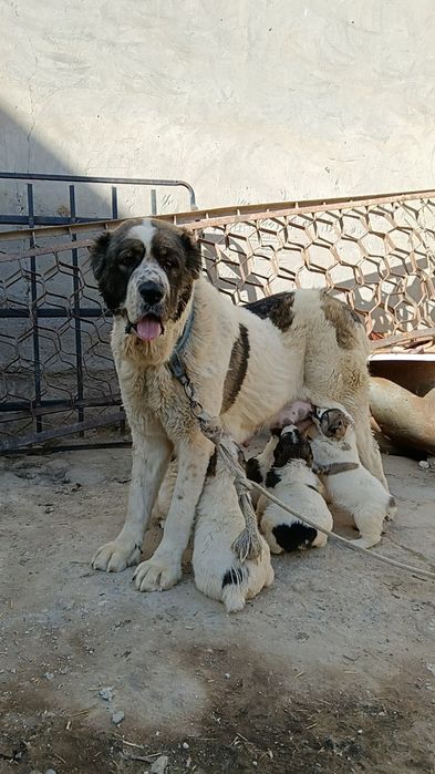 Urgochi alabay sotiladi bir tuggan