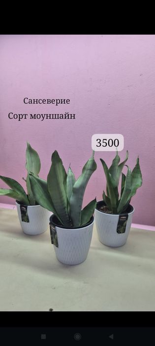 Бөлме гүлдері сатылады.