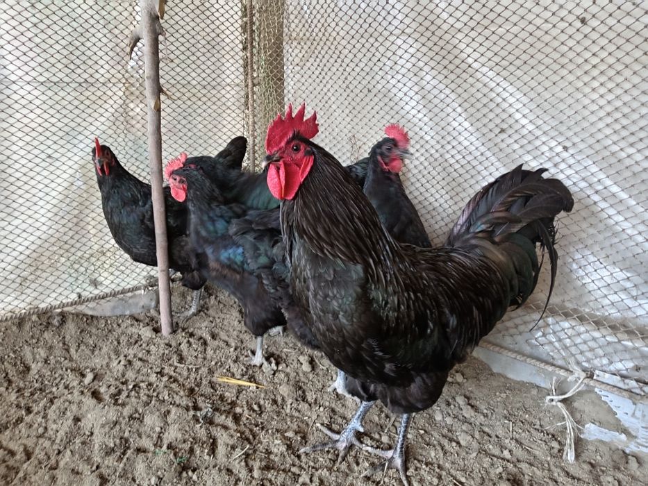 Австролоп тухумлари