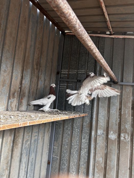 Голуби капкан самка самец