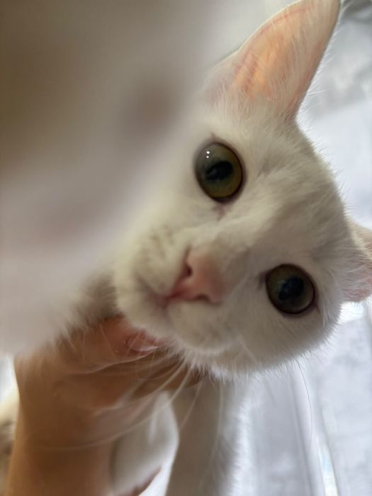 Ищем заботливых хозяев котику