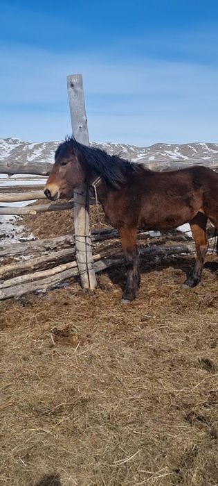 Полу тяж құнан дөнен