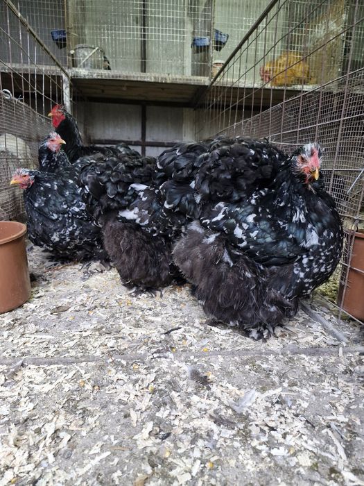 Păsări de rasă cochinchina bobat