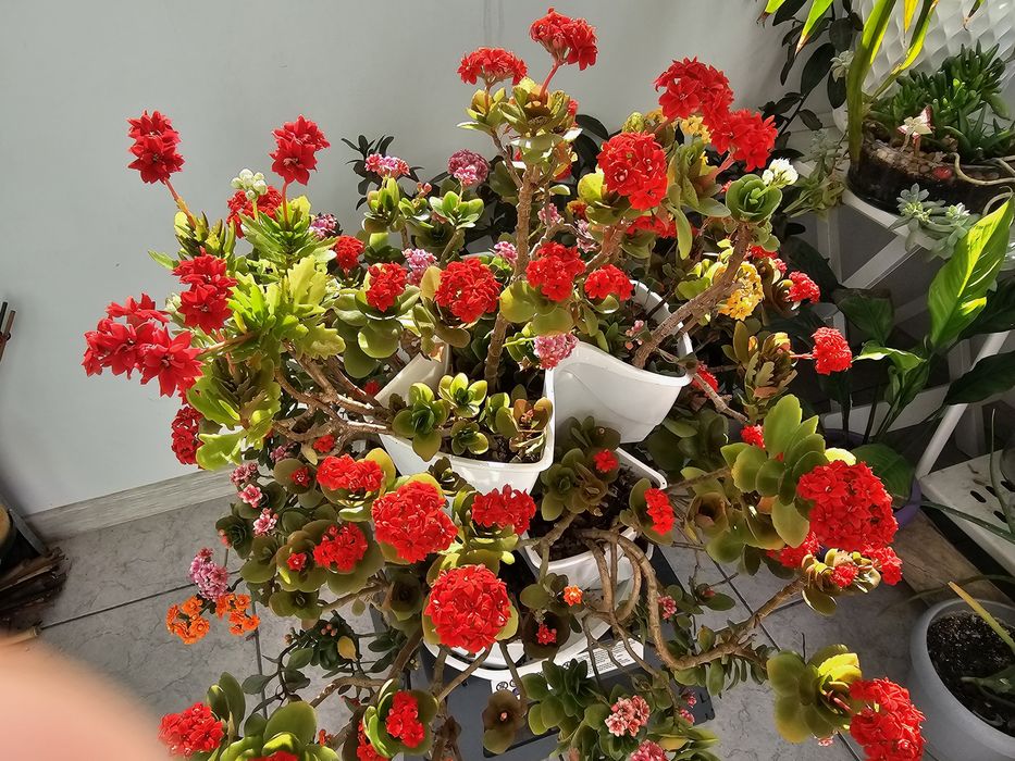 Flori Kalanchoe 6 nuante in ghiveci etajat