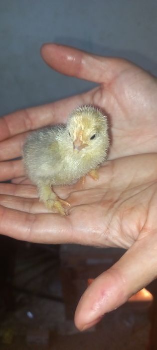 Брама гигант жужалар сотилади