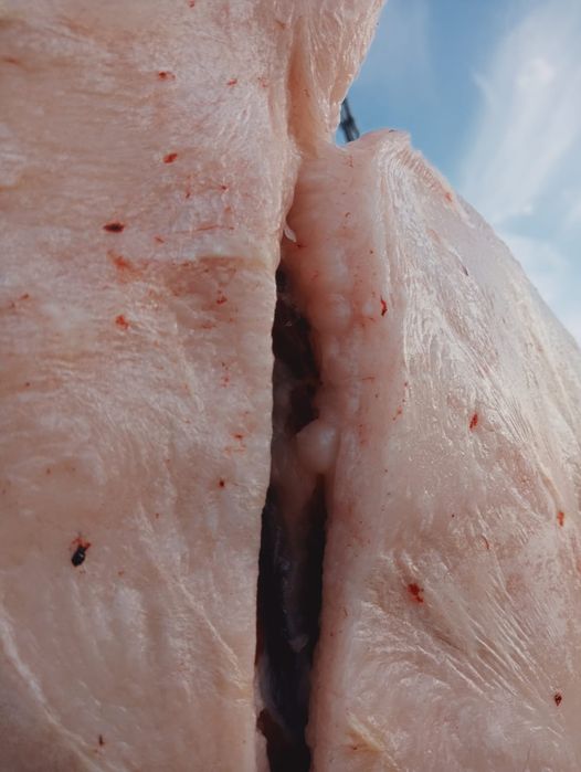 Мясо. Ет. Конина.