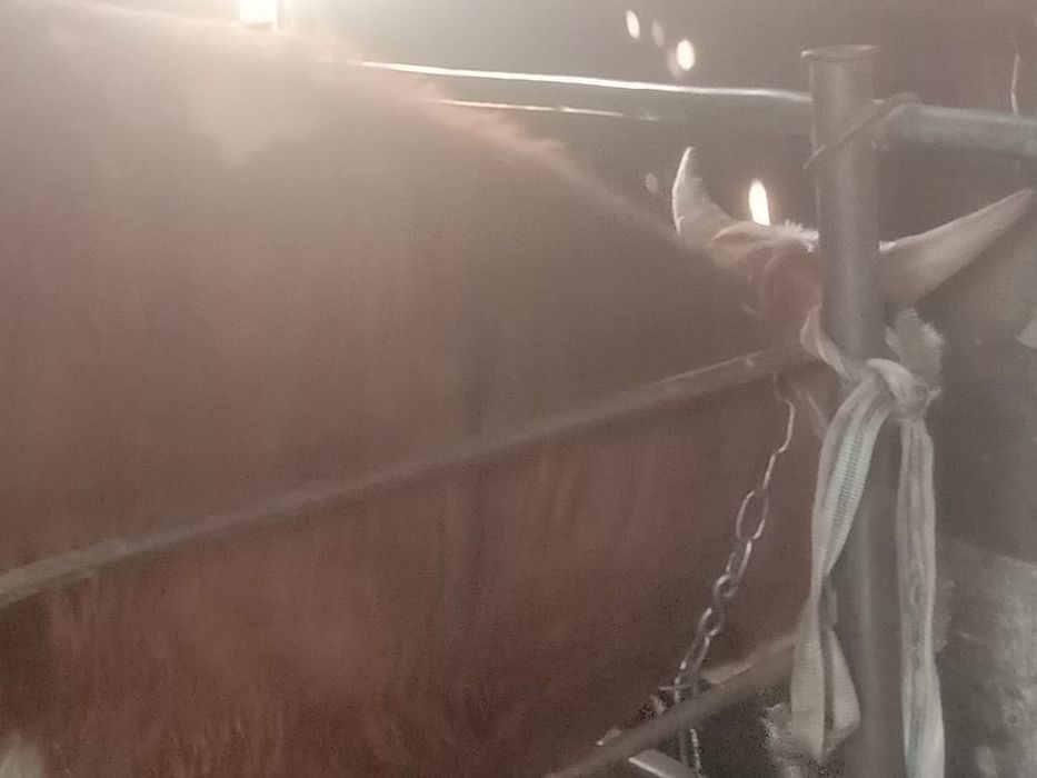 Продам быка бык бычки