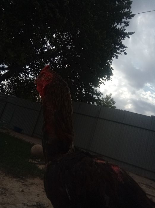 Қораз жасы 1жас келісемыз