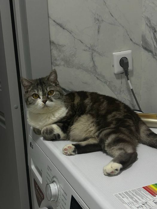 Ьританка бесплатно 3.5 года