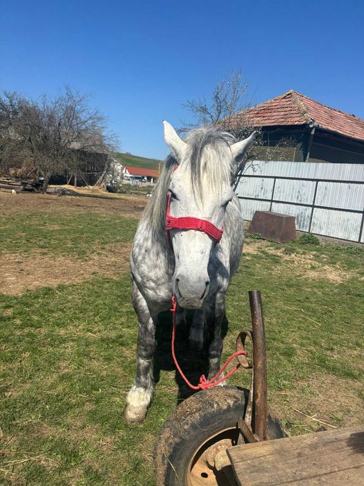 De vânzare  iapă gestantă