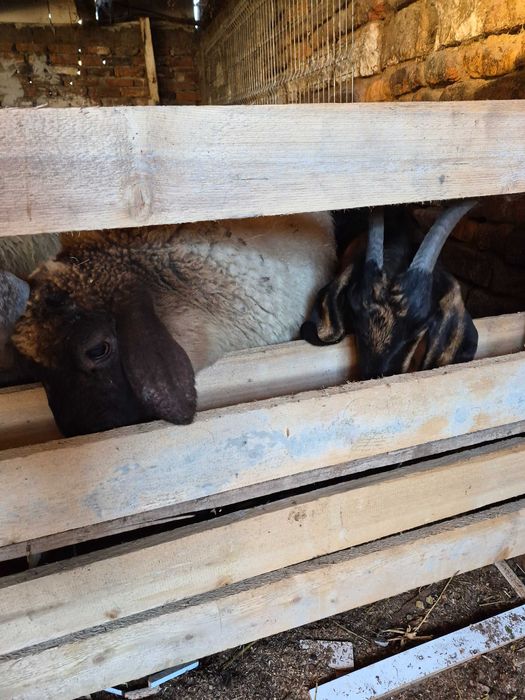 Vand 5 oi si patru iede