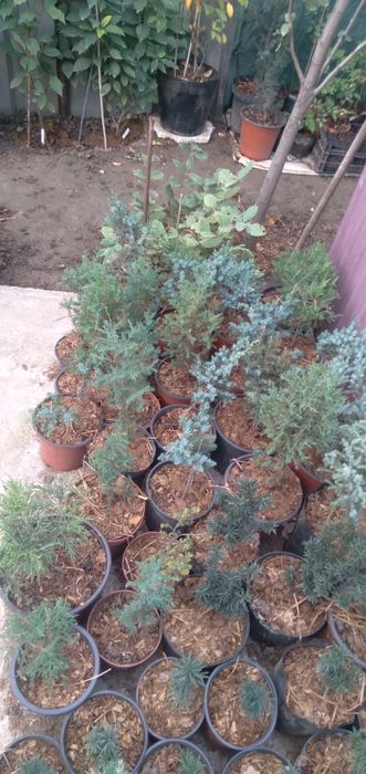 Самшит туя можевельник тис,