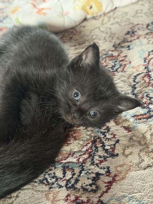 Котята вислоухие митисы