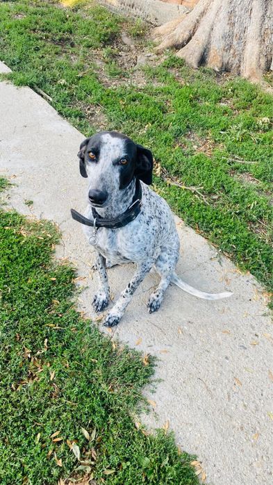 Adoptie / donatie